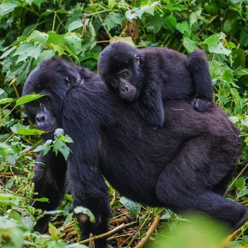 Gorilla Hills Eco-Lodge キソロ エクステリア 写真